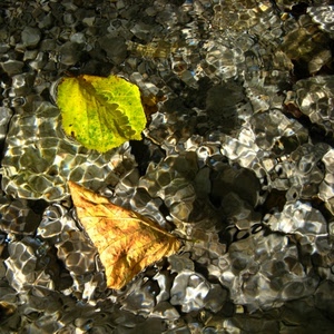 acqua, foglie, sassi, trasparenza, due, giallo, trasparenze, autunno, riflessi