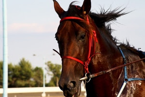 cavallo, criniera, rosso, occhi, marrone, muso, animale, redini, briglie, narici, orecchie, equino, bocca, morso, azzurro, finimenti, corsa, naso