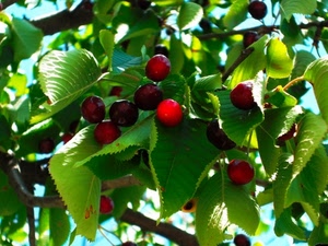 foglie, verde, albero, frutti, rosso, ciliege, rami, ciliegie, mature, pianta, rossi, ramo, cielo, ciliegio